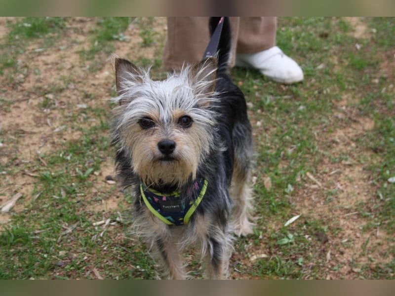 KYTTI-sanftes kleines Fellknäuel mit dem sehnlichen Wunsch nach einem eigenem Für-immer-Zuhause