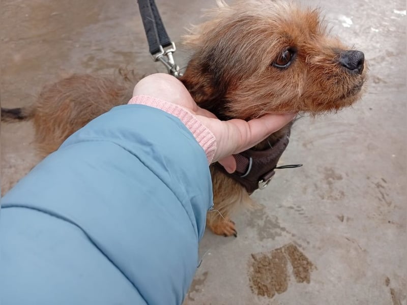 Strubbelmaus YODI-voller Lebensfreude,freundlich,lieb,neugierig, verspielt sucht liebevolle Familie