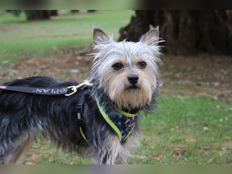 KYTTI-sanftes kleines Fellknäuel mit dem sehnlichen Wunsch nach einem eigenem Für-immer-Zuhause