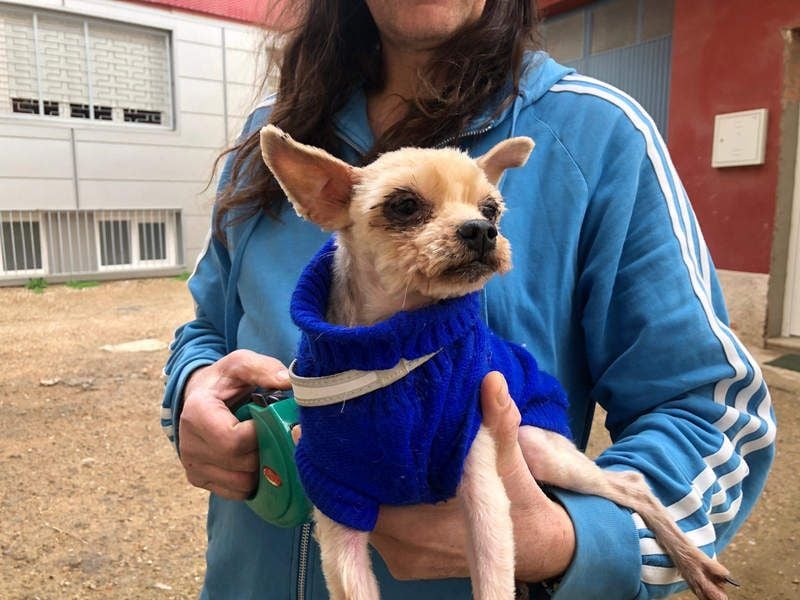 CALIMERO-wer hat Herz, Liebe und kuscheliges Körbchen für den süßen, kleinen Mann