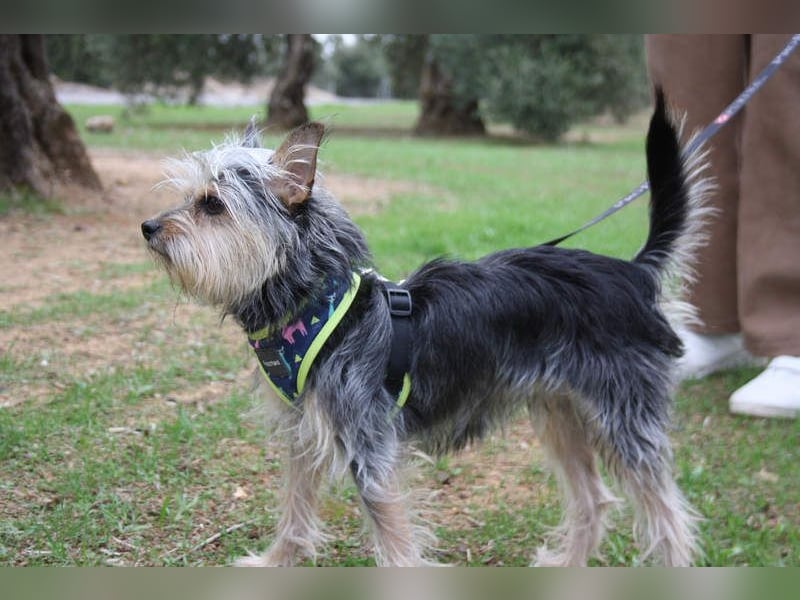 KYTTI-sanftes kleines Fellknäuel mit dem sehnlichen Wunsch nach einem eigenem Für-immer-Zuhause