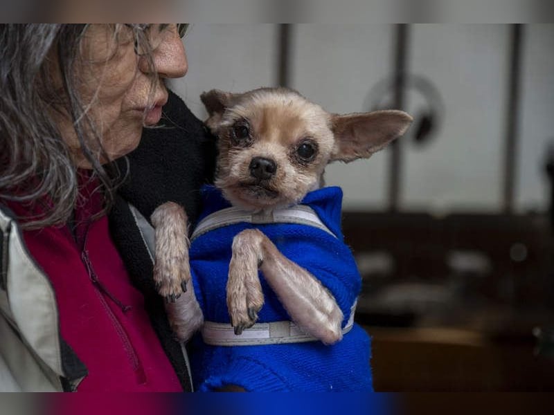 CALIMERO-wer hat Herz, Liebe und kuscheliges Körbchen für den süßen, kleinen Mann