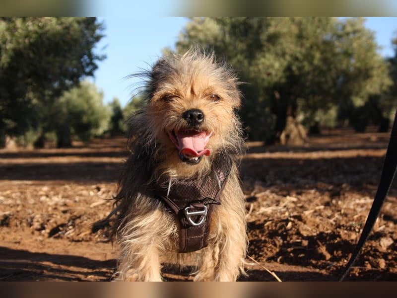Strubbelmaus YODI-voller Lebensfreude,freundlich,lieb,neugierig, verspielt sucht liebevolle Familie