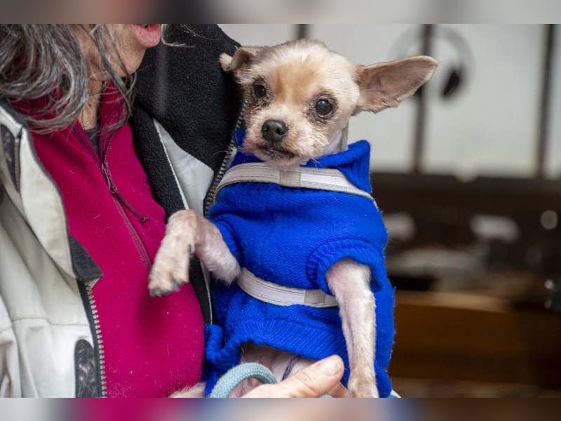 CALIMERO-wer hat Herz, Liebe und kuscheliges Körbchen für den süßen, kleinen Mann