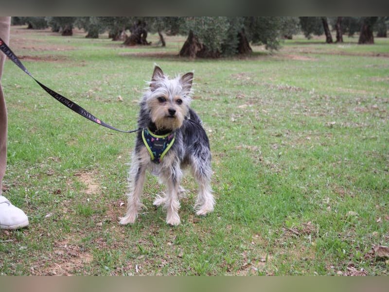 KYTTI-sanftes kleines Fellknäuel mit dem sehnlichen Wunsch nach einem eigenem Für-immer-Zuhause