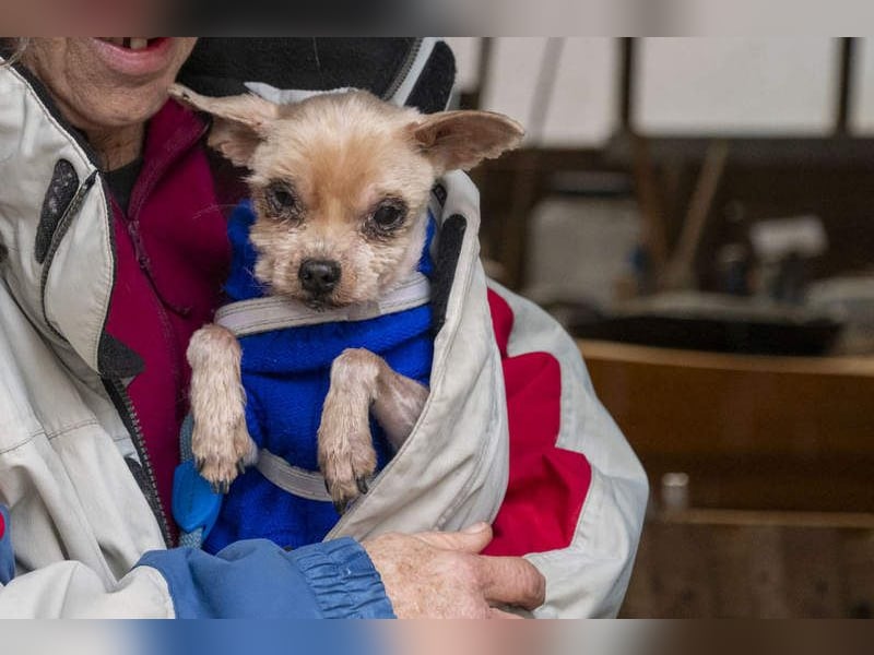 CALIMERO-wer hat Herz, Liebe und kuscheliges Körbchen für den süßen, kleinen Mann