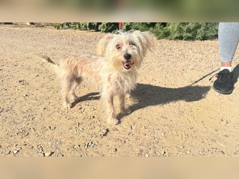 ROKI-ein kleiner Kämpfer mit großem Herz sucht sein liebevolles Für-immer-Zuhause