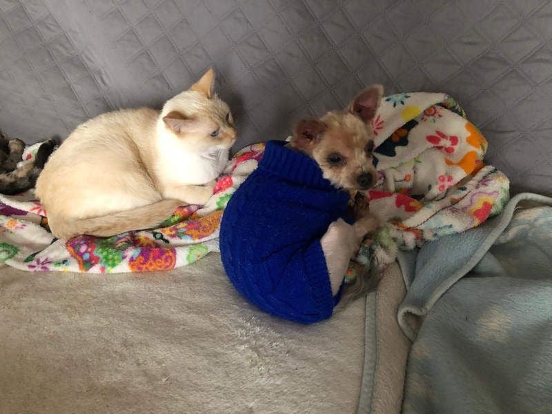 CALIMERO-wer hat Herz, Liebe und kuscheliges Körbchen für den süßen, kleinen Mann