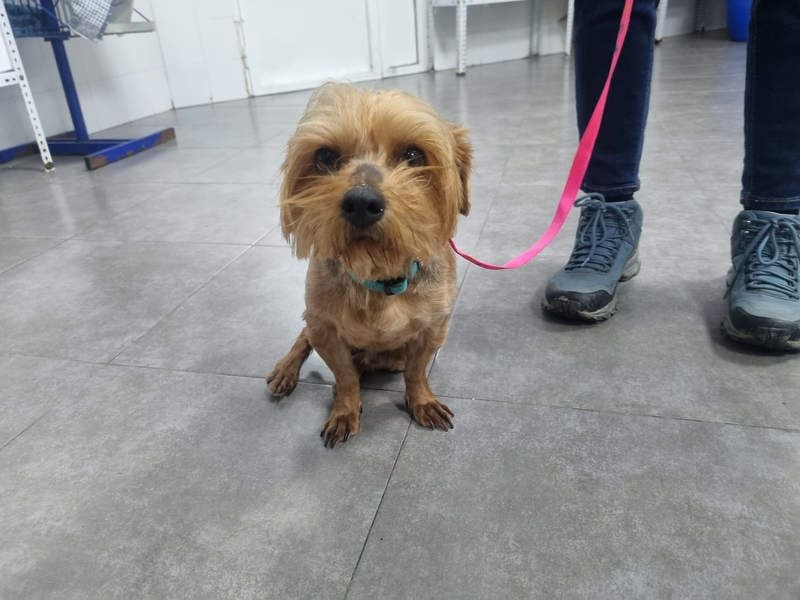 LUCKY-freundlicher, liebervoller, treuer Bub hat es so sehr verdient ein tolles Zuhause zu finden.