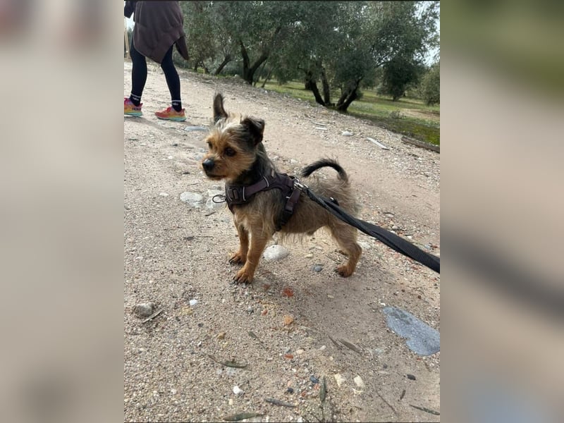 Strubbelmaus YODI-voller Lebensfreude,freundlich,lieb,neugierig, verspielt sucht liebevolle Familie