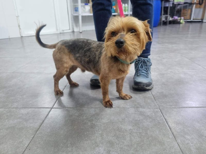 LUCKY-freundlicher, liebervoller, treuer Bub hat es so sehr verdient ein tolles Zuhause zu finden.