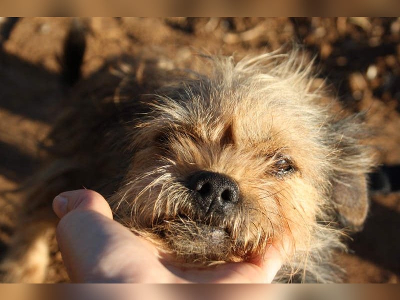 Strubbelmaus YODI-voller Lebensfreude,freundlich,lieb,neugierig, verspielt sucht liebevolle Familie