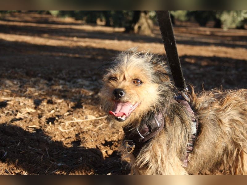 Strubbelmaus YODI-voller Lebensfreude,freundlich,lieb,neugierig, verspielt sucht liebevolle Familie