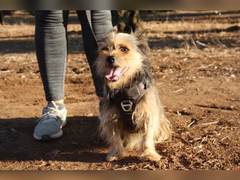 Strubbelmaus YODI-voller Lebensfreude,freundlich,lieb,neugierig, verspielt sucht liebevolle Familie