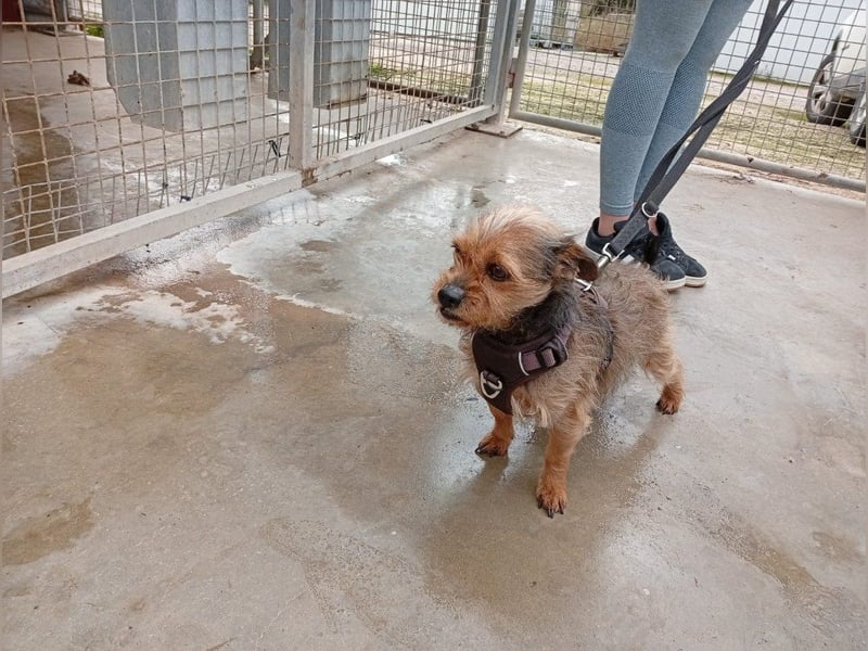Strubbelmaus YODI-voller Lebensfreude,freundlich,lieb,neugierig, verspielt sucht liebevolle Familie