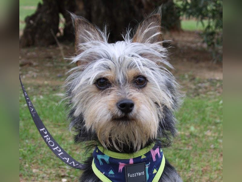 KYTTI-sanftes kleines Fellknäuel mit dem sehnlichen Wunsch nach einem eigenem Für-immer-Zuhause