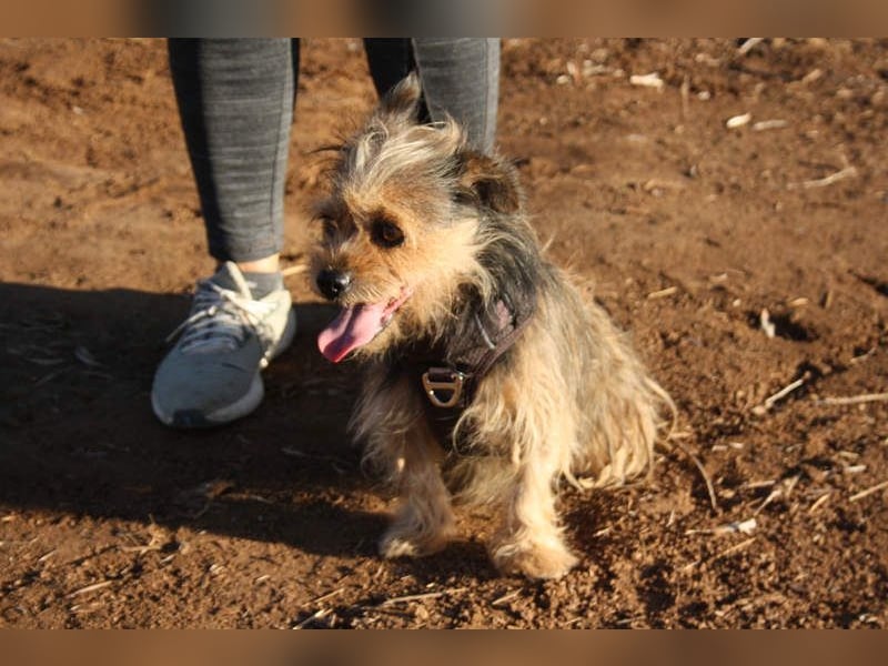 Strubbelmaus YODI-voller Lebensfreude,freundlich,lieb,neugierig, verspielt sucht liebevolle Familie