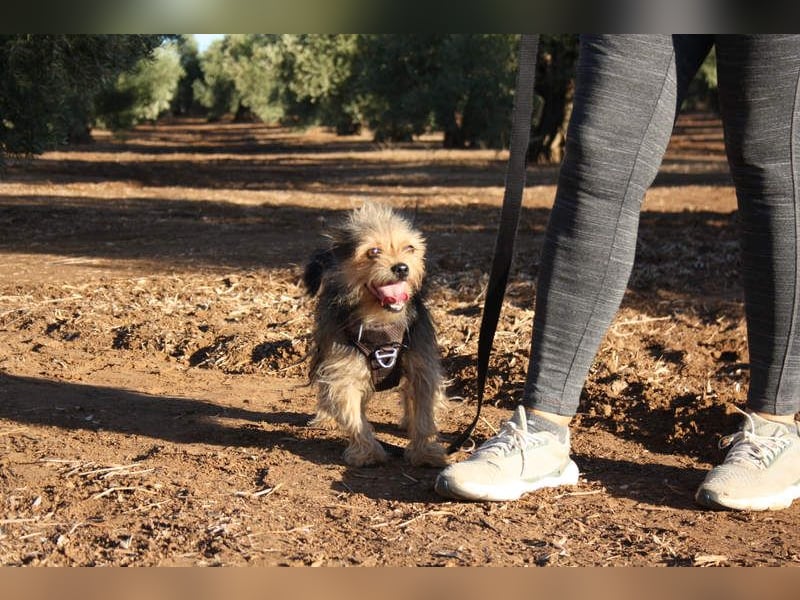 Strubbelmaus YODI-voller Lebensfreude,freundlich,lieb,neugierig, verspielt sucht liebevolle Familie
