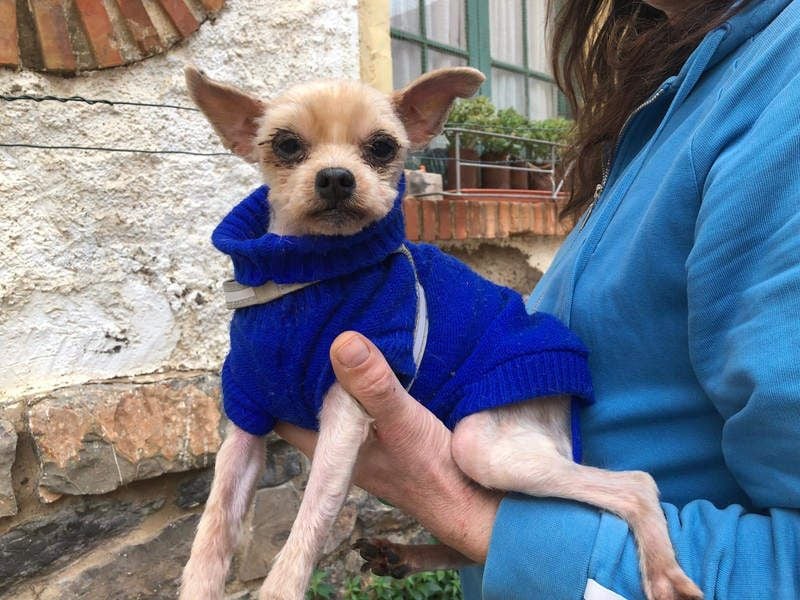 CALIMERO-wer hat Herz, Liebe und kuscheliges Körbchen für den süßen, kleinen Mann