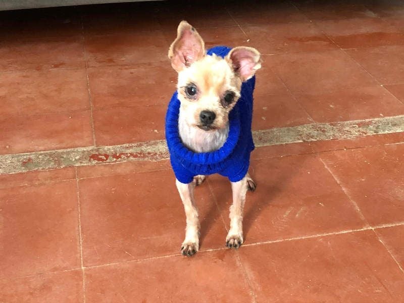 CALIMERO-wer hat Herz, Liebe und kuscheliges Körbchen für den süßen, kleinen Mann