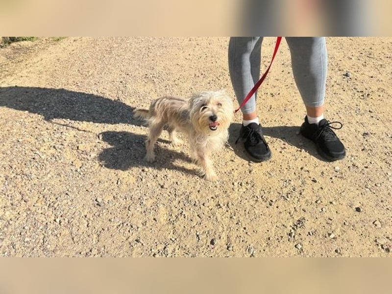 ROKI-ein kleiner Kämpfer mit großem Herz sucht sein liebevolles Für-immer-Zuhause