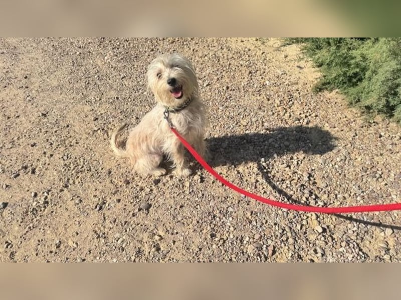 ROKI-ein kleiner Kämpfer mit großem Herz sucht sein liebevolles Für-immer-Zuhause