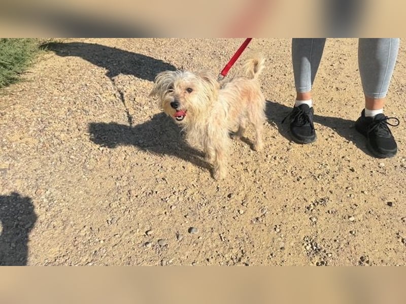 ROKI-ein kleiner Kämpfer mit großem Herz sucht sein liebevolles Für-immer-Zuhause