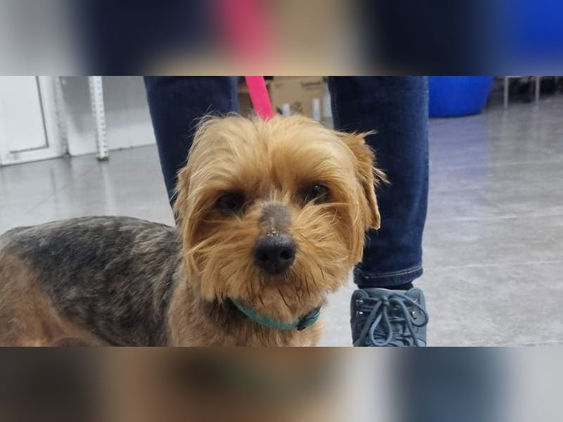 LUCKY-freundlicher, liebervoller, treuer Bub hat es so sehr verdient ein tolles Zuhause zu finden.