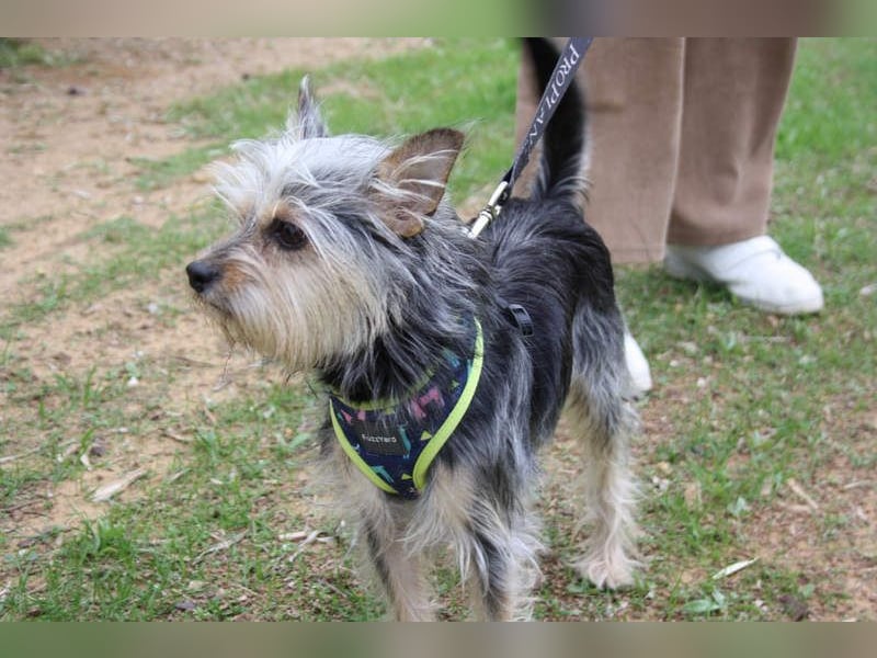 KYTTI-sanftes kleines Fellknäuel mit dem sehnlichen Wunsch nach einem eigenem Für-immer-Zuhause