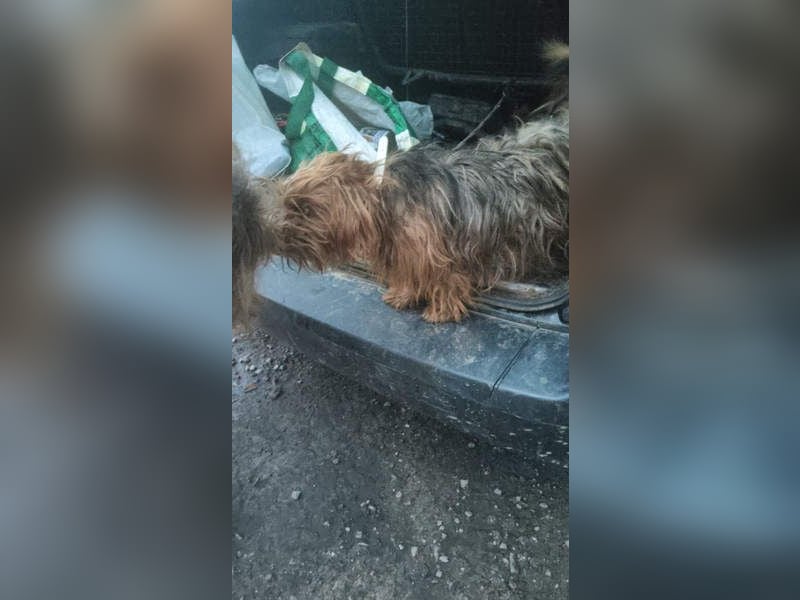 LUCKY-freundlicher, liebervoller, treuer Bub hat es so sehr verdient ein tolles Zuhause zu finden.