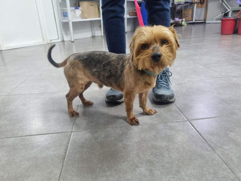 LUCKY-freundlicher, liebervoller, treuer Bub hat es so sehr verdient ein tolles Zuhause zu finden.