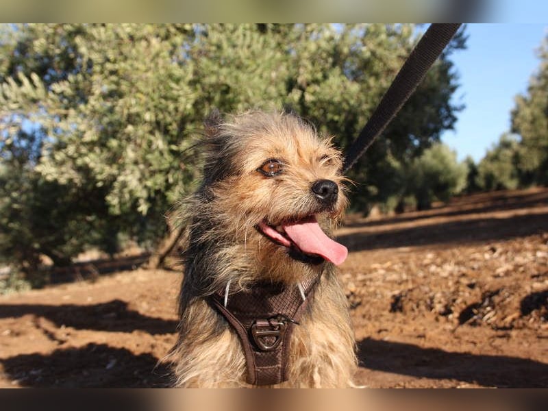Strubbelmaus YODI-voller Lebensfreude,freundlich,lieb,neugierig, verspielt sucht liebevolle Familie