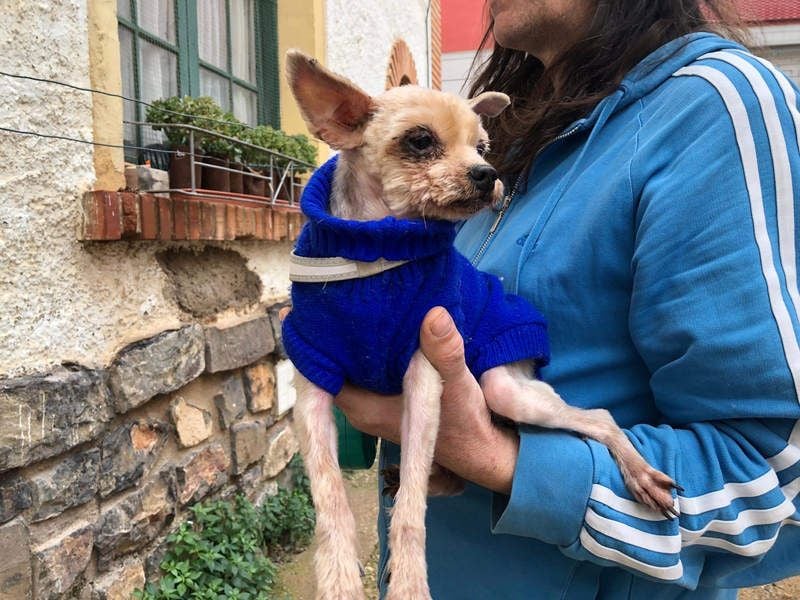 CALIMERO-wer hat Herz, Liebe und kuscheliges Körbchen für den süßen, kleinen Mann