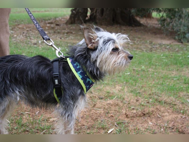 KYTTI-sanftes kleines Fellknäuel mit dem sehnlichen Wunsch nach einem eigenem Für-immer-Zuhause