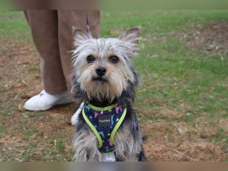 KYTTI-sanftes kleines Fellknäuel mit dem sehnlichen Wunsch nach einem eigenem Für-immer-Zuhause