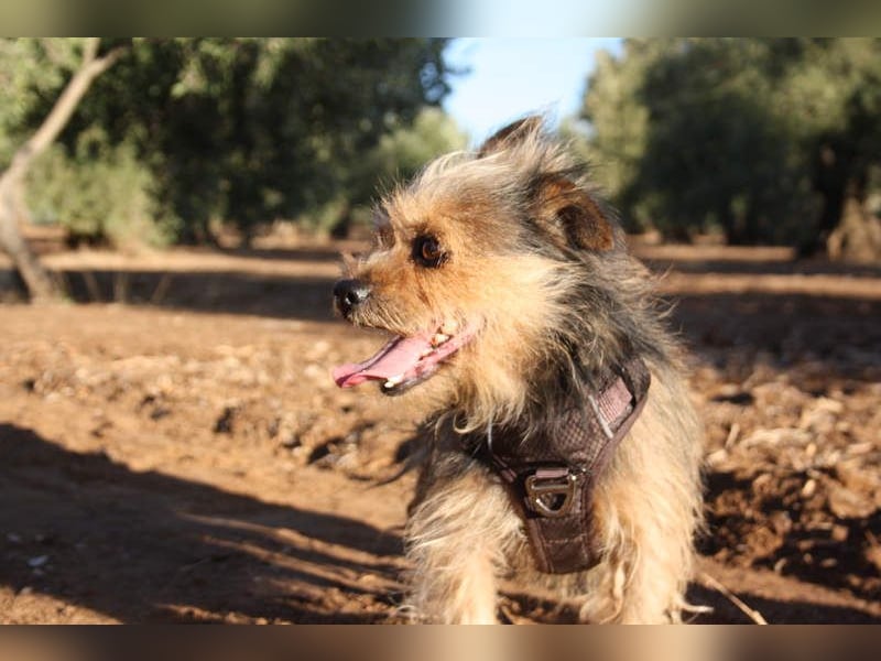 Strubbelmaus YODI-voller Lebensfreude,freundlich,lieb,neugierig, verspielt sucht liebevolle Familie