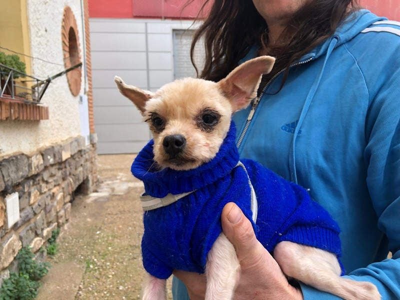 CALIMERO-wer hat Herz, Liebe und kuscheliges Körbchen für den süßen, kleinen Mann