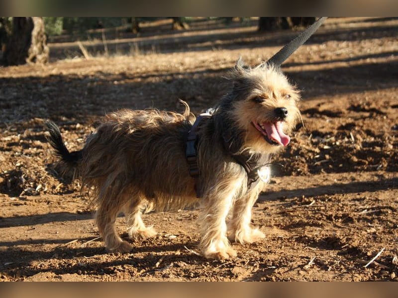 Strubbelmaus YODI-voller Lebensfreude,freundlich,lieb,neugierig, verspielt sucht liebevolle Familie