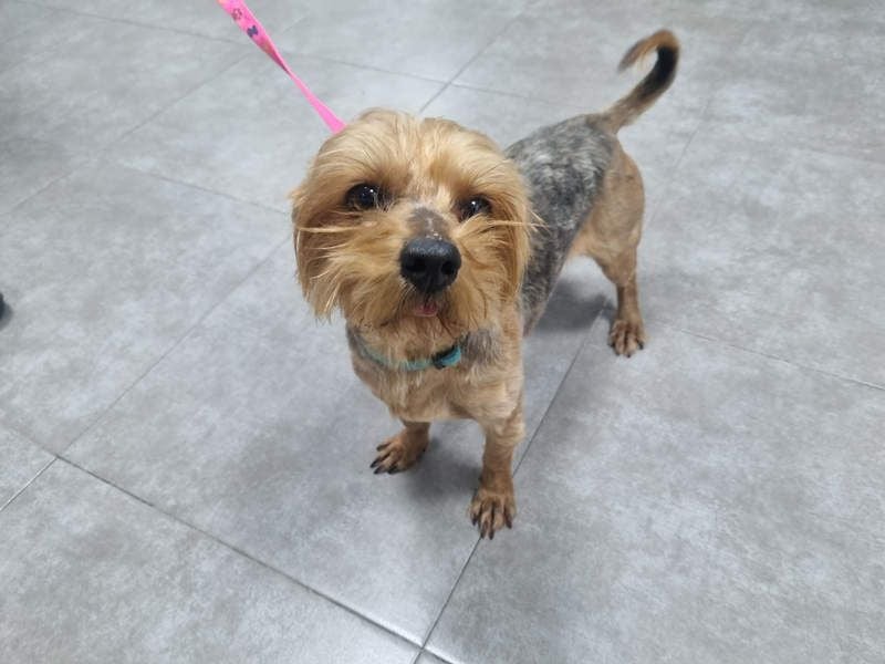 LUCKY-freundlicher, liebervoller, treuer Bub hat es so sehr verdient ein tolles Zuhause zu finden.