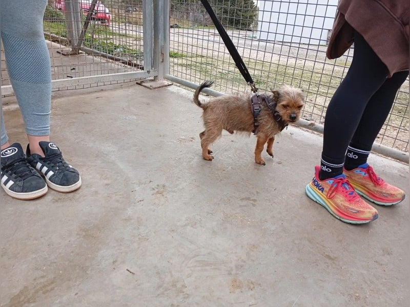 Strubbelmaus YODI-voller Lebensfreude,freundlich,lieb,neugierig, verspielt sucht liebevolle Familie