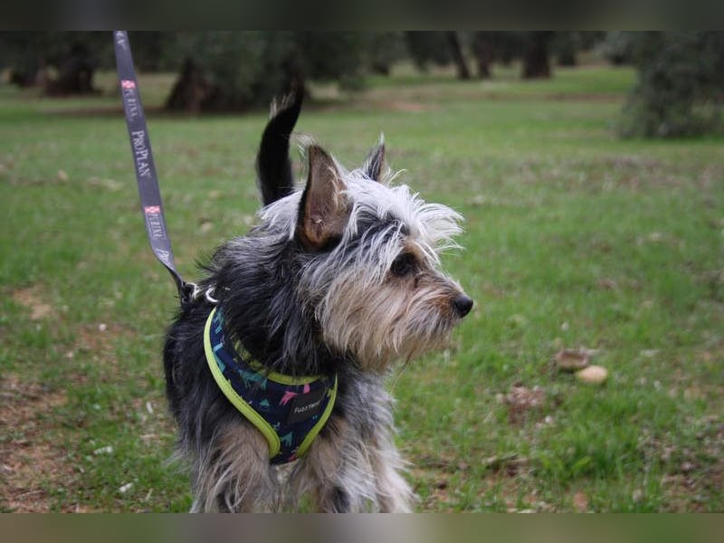 KYTTI-sanftes kleines Fellknäuel mit dem sehnlichen Wunsch nach einem eigenem Für-immer-Zuhause