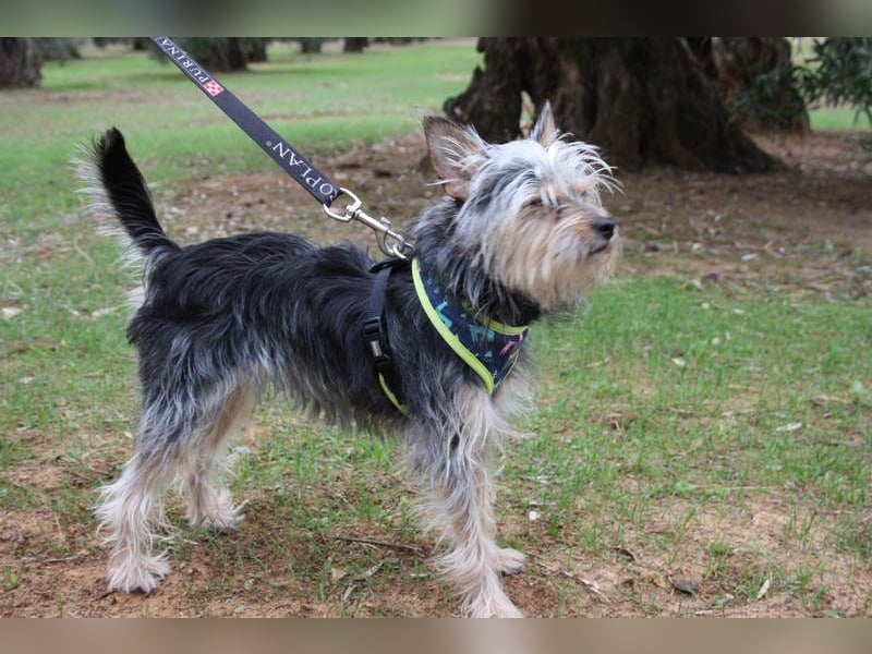 KYTTI-sanftes kleines Fellknäuel mit dem sehnlichen Wunsch nach einem eigenem Für-immer-Zuhause