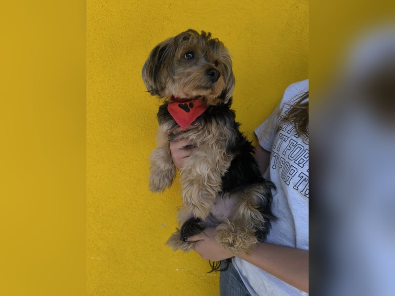 Lara, Yorkshire-Terrier-Mix, Hündin, geb. am 12.05.2024, 25 cm