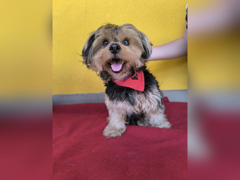 Lara, Yorkshire-Terrier-Mix, Hündin, geb. am 12.05.2024, 25 cm