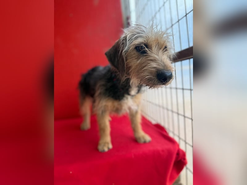 Zoe, Yorkshire-Mix, Hündin, ca. 2 Jahre, ca. 35 cm