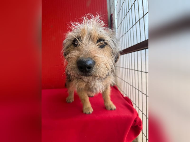 Zoe, Yorkshire-Mix, Hündin, ca. 2 Jahre, ca. 35 cm