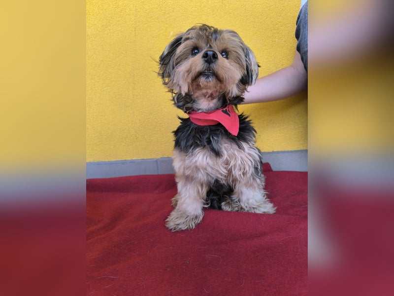 Lara, Yorkshire-Terrier-Mix, Hündin, geb. am 12.05.2024, 25 cm