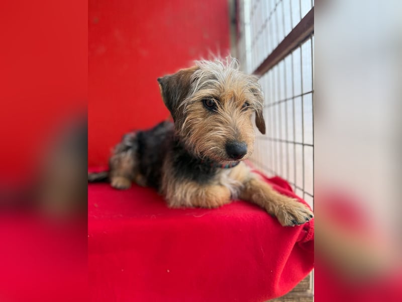 Zoe, Yorkshire-Mix, Hündin, ca. 2 Jahre, ca. 35 cm