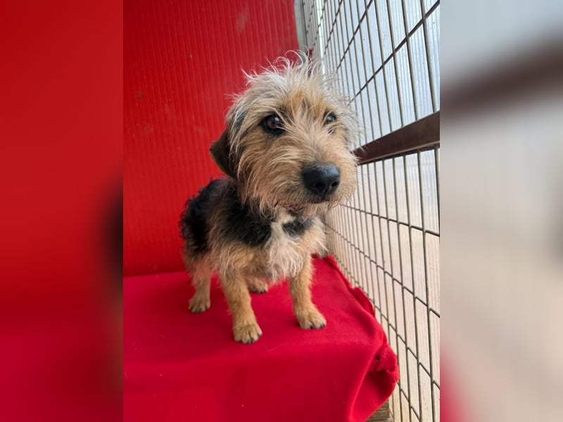 Zoe, Yorkshire-Mix, Hündin, ca. 2 Jahre, ca. 35 cm