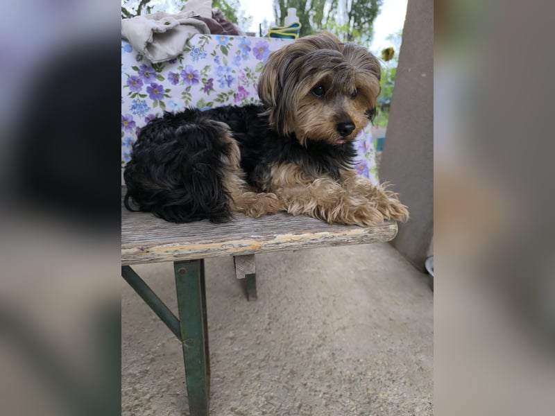 Lara, Yorkshire-Terrier-Mix, Hündin, geb. am 12.05.2024, 25 cm
